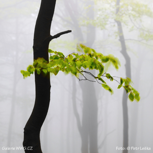 Když cvakne spoušť - Foto: © Petr Leška - Zelená meditace