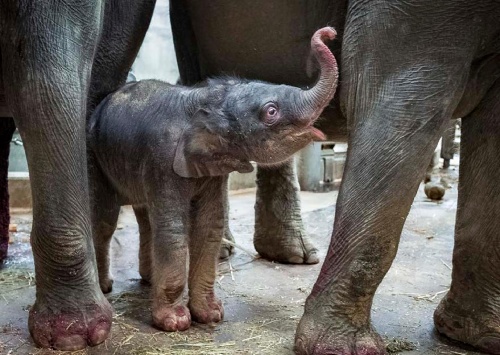 ZTICHLÁ ZOO  Miroslav Bobek a Petr Hamerník, ZOO Praha