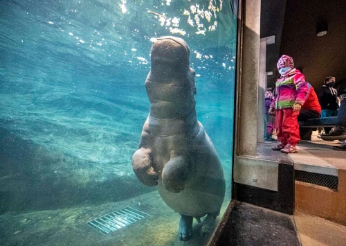 ZTICHLÁ ZOO  Miroslav Bobek a Petr Hamerník, ZOO Praha