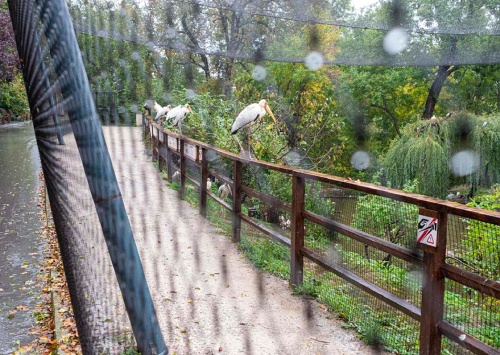 ZTICHLÁ ZOO  Miroslav Bobek a Petr Hamerník, ZOO Praha