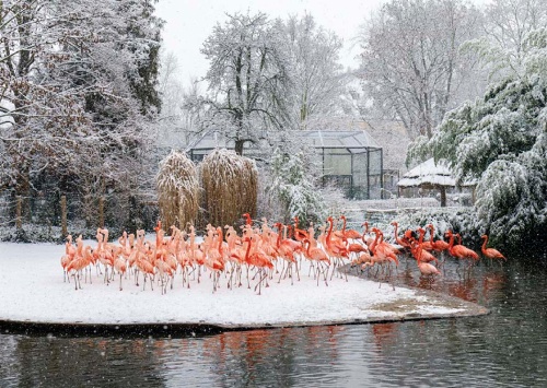 ZTICHLÁ ZOO  Miroslav Bobek a Petr Hamerník, ZOO Praha